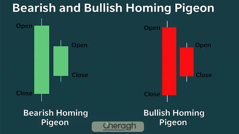 الگوی کبوتر خانگی