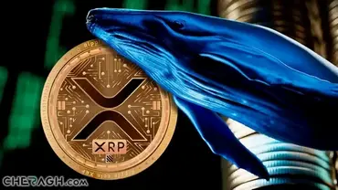 قیمت XRP ، با وجود هک اخیر ریپل، به زودی به دلیل نگهداری نهنگها از آن، افزایش مییابد!