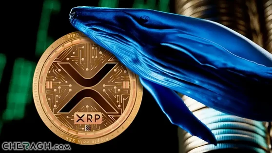 قیمت XRP ، با وجود هک اخیر ریپل، به زودی به دلیل نگهداری نهنگ‌ها از آن، افزایش می‌یابد!